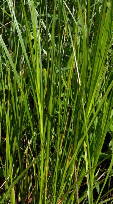 Tuft of Culms & Leaves