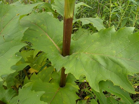 Stem & Perfoliated Leaves